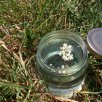 elderflower essence